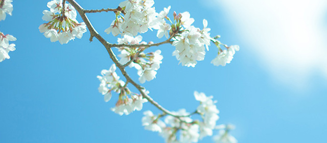 春のイメージ